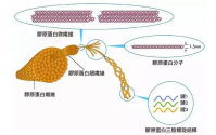 骨胶原蛋白肽主要功效和哪个牌子的牛骨胶原蛋白肽效果好