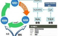 NMN（烟酰胺单核苷酸）是什么？对体有什么作用与意义？