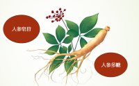 人参固体饮料对肝脏好吗,人参固体饮料效果怎么样?