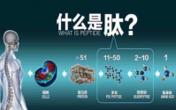  小分子肽燃烧脂肪——减肥的最佳食品