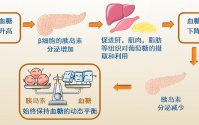 黄芪多糖的降血糖作用功能,黄芪多糖真能调节降血糖吗?