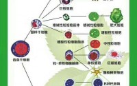 金木同源堂双青胶囊与骨髓营养的作用，双青真能补骨髓吗？神奇的干细胞疗是怎么回事？