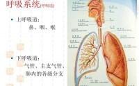 冬季如何预防调理呼吸系统疾病？肽对呼吸系统的作用！