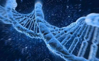 小分子活性肽与平衡阴阳