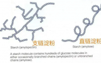多糖的介绍，多糖有多少种