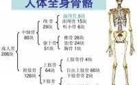 小分子肽：肽与骨骼的作用