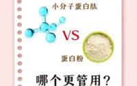 小分子肽比蛋白粉的优势在哪里？小分子活性肽品牌排名