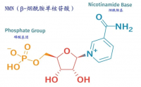 什么是NMN，NMN有哪些食疗功效？