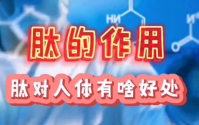 小分子肽对身体有哪些调理作用