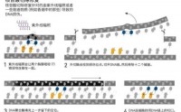 小分子活性肽对DNA真有作用吗？