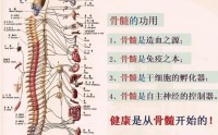 和治友德苣多糖髓多肽组合的药理作用，真的能补骨髓吗?