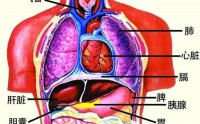 简明中医轻松了解《黄帝内经》及人体的五脏六腑