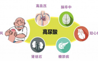 高尿酸与肾脏的关系