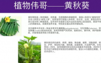 黄秋葵牡蛎肽正宗品牌，黄秋葵牡蛎肽补肾效果介绍