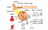 骨髓微环境对健康的重要影响！
