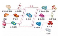 干细胞修复机体的重要功能！干细胞疗法助力修复改善疾病的临床研究！