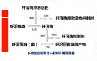 纤溶酶的作用与功效,纤溶酶与预防血栓。