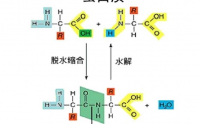 百益康牦牛骨髓小分子肽的功效与作用