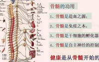 为什么要补骨髓？骨髓与干细胞和牛骨髓肽有什么关系？