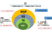 活性肽对调理内分泌功能的作用原理及应用范围