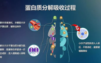 肽的主要营养功能：肽优于蛋白粉、肽优于氨基酸