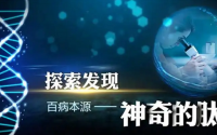 小分子肽对糖尿病并发症糖尿病肝肾功能损伤的预防和改善作用