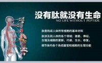小分子肽：肽与人体细胞的作用