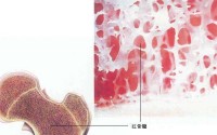 什么是骨髓？为什么说没有骨髓就没有生命？