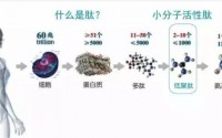 全面解析肽的应用：肽是不是骗人的？小分子肽、多肽、活性肽都是一样的吗？