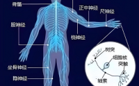 人参皂苷如何干预神经系统,人参皂苷能保护神经细胞吗？