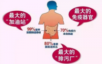 肠道健康与健康的关系