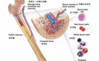 每天一包牛骨髓蛋白肽让你骨髓充盈，元气满满