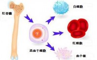 滋养骨髓可以预防慢性疾病抗衰老吗？牛骨髓多肽与养护骨髓作用！