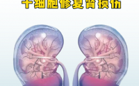 骨髓干细胞有什么用,骨髓干细胞能治肾病吗?