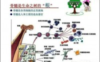 补骨髓---双青干细胞疗法，能从根本上解决人体的健康问题！