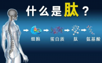 小分子肽是越小越好吗，氨基酸那么小为什么没有小分子肽好