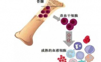 骨髓这个器官你了解多少?骨髓是血液之源怎么补骨髓?
