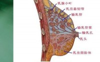 什么是乳腺增生病？导致乳腺增生的因素有哪些？乳腺增生怎么防治？