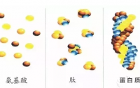 小分子肽能治疗什么疾病?什么牌子的小分子肽好?你想要知道的肽资讯都在这里.........
