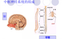 为什么小分子肽更适合中老年人吃？肽与修复保护神经系统的作用！
