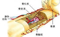 都说同源双青能补骨髓，是营养骨髓的产品！为什么？看了就明白~