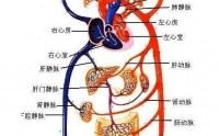 什么是微循环？怎么改善人体微循环？