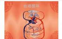 血液循环不好的原因,血液循环不好怎么办?