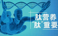 小分子活性肽有什么营养作用？常喝肽有哪些好处？