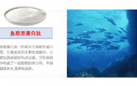 海洋鱼胶原蛋白肽与维护骨骼关节健康作用机制及应用分析