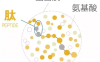 小分子肽是人体利用蛋白质的最佳方式——肽为什么好吸收