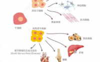 干细胞的七十二变，给人无限的可能！