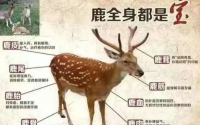 鹿心血地龙蛋白肽