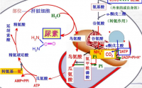 氨基酸代谢的调节与吸收限制因素百科
