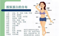 补充胶原蛋白应该吃胶原蛋白肽而不是胶原蛋白粉